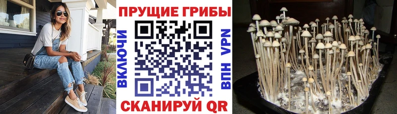 где купить наркотик  Колпашево  Псилоцибиновые грибы Psilocybe 